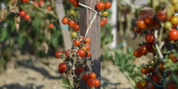 barka-szocialis-farm-sajto-gyakori_kerdesek
